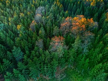 Full frame shot of pine trees in forest during autumn