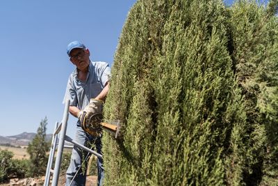 Senior male gardener in casual clothes using electric hedge trimmer while standing on scaffolding and pruning green thuja trees during work against cloudless blue sky in countryside
