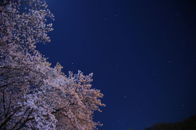 Low angle view of cherry tree against sky at night