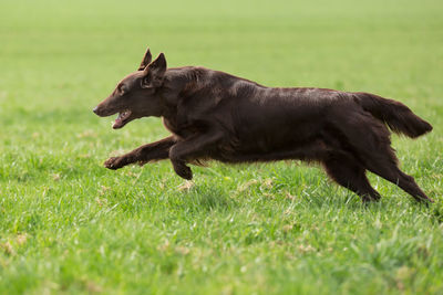 Horse in a grass