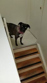 High angle view of dog on staircase at home