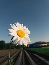 Close-up of white daisy flowers