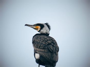 Low angle view of a bird