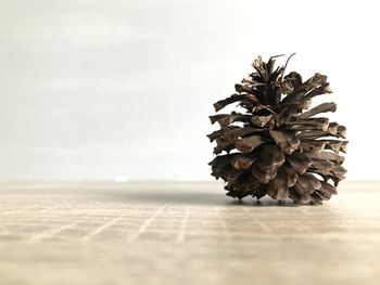 Close-up of pine cone on table