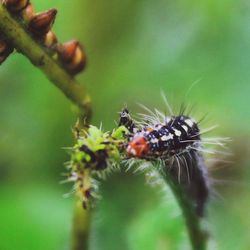 Close-up of insect on leaf
