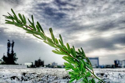 Close-up of plants against sky