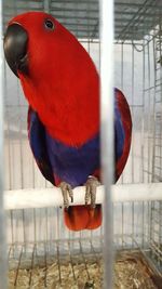 Close-up of parrot perching in cage