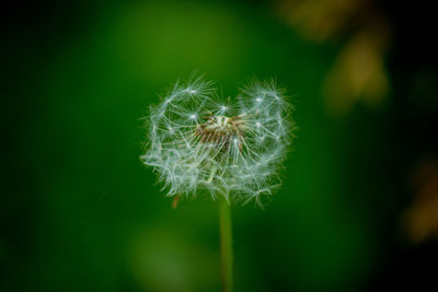 Close-up of dandelion on plant