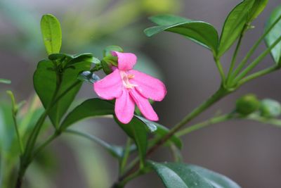 Close-up of pink flowering plant