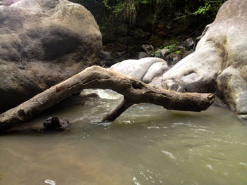 Turtle on tree