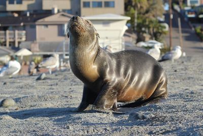 Side view of seal on sand