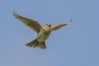 Low angle view of eagle flying in sky