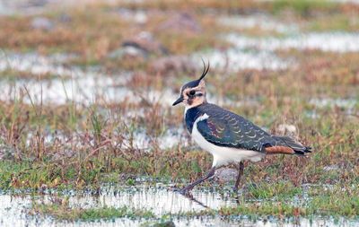 Side view of a bird on field