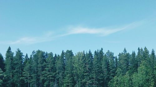 Pine trees in forest against sky