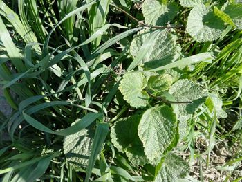 Close-up of fresh green plants