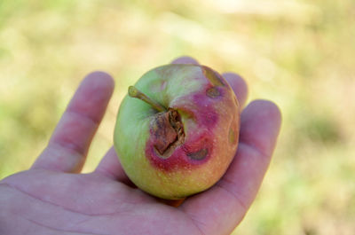 Close-up of hand holding apple