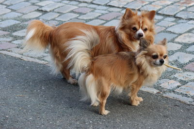 High angle view of dogs on footpath