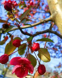 Close-up of red flowers blooming in park