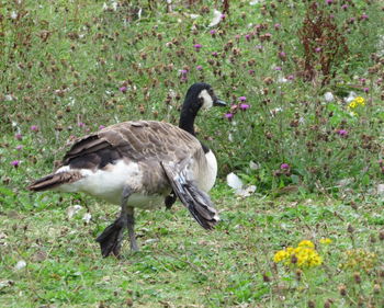 Duck on field