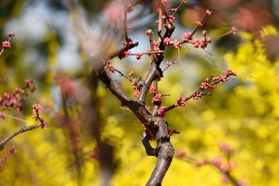 Close-up of branches in springtime