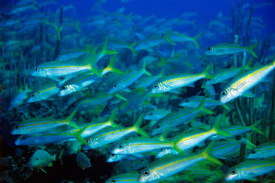 Close-up of fish swimming in sea