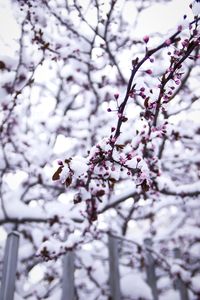 Low angle view of cherry blossom tree