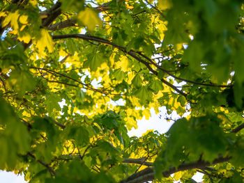 Low angle view of tree against plants