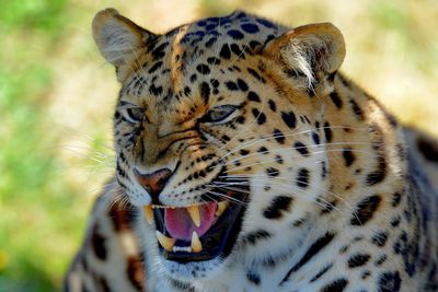 Close-up of a cat