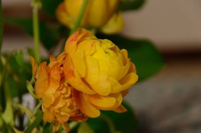 Close-up of yellow flower blooming outdoors