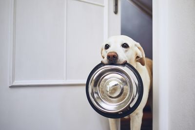 Close-up portrait of a dog