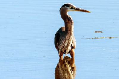 Close-up of gray heron in lake