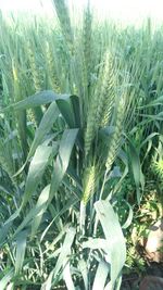 Close-up of plants growing on field