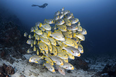 Fish swimming in sea