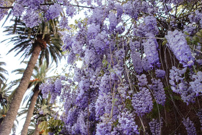 Low angle view of purple flowers on tree