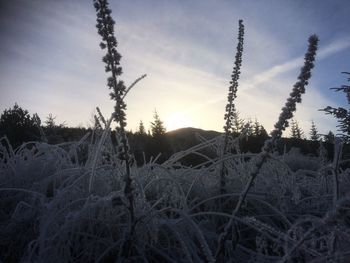 Close-up of agricultural field against sky during sunset