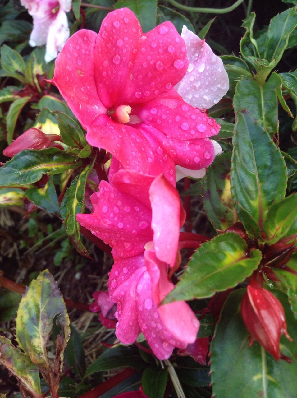 petal, plant, growth, flower, nature, pink color, fragility, freshness, flower head, leaf, beauty in nature, close-up, drop, wet, outdoors, blooming, water, no people, rhododendron, day