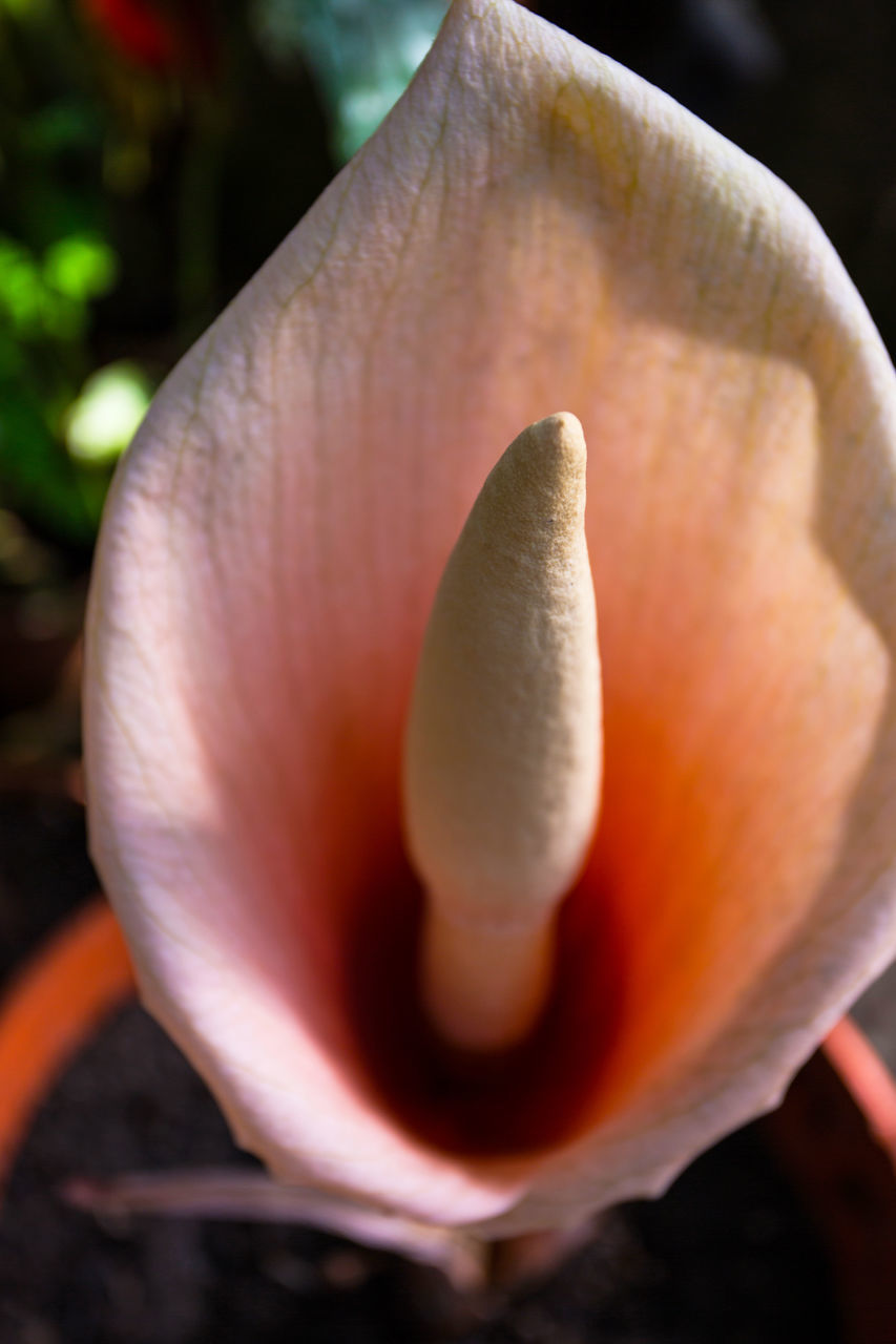 CLOSE-UP OF ORANGE FLOWER