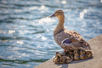 View of a duck in lake