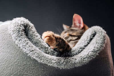 Close-up of cat sleeping