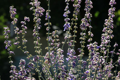 Close-up of purple flowering plants