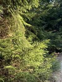 High angle view of trees in forest