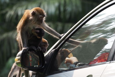 Close-up of monkey on car