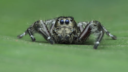 Close-up of spider on web