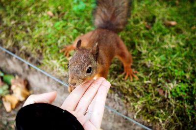 Close-up of hand holding squirrel