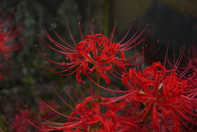 Close-up of red flowering plant