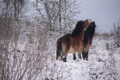 Exmoors pony