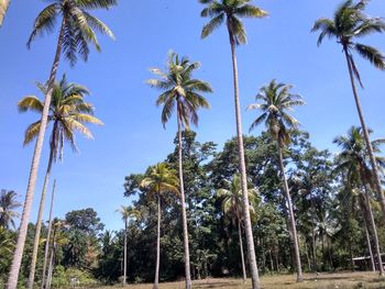 Low angle view of coconut palm trees against sky