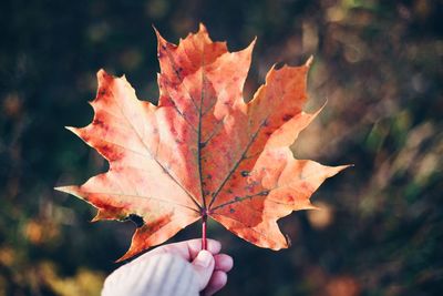 Close-up of hand holding maple leaves