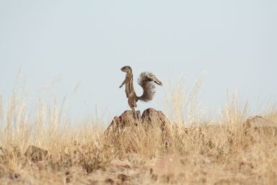 Ground squirrel  on rock against clear sky