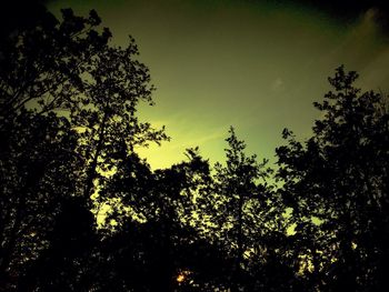 Low angle view of trees in forest against sky